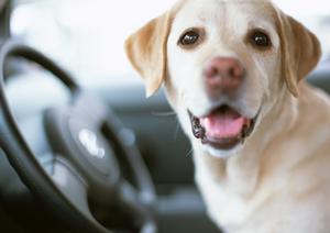 空冷ポルシェの魅力と買取専門店で成功する秘訣を大公開!